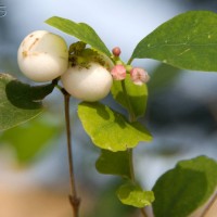 Snowberry